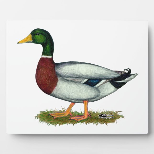 Placa Expositora Mallard Duck Drake (Frente)
