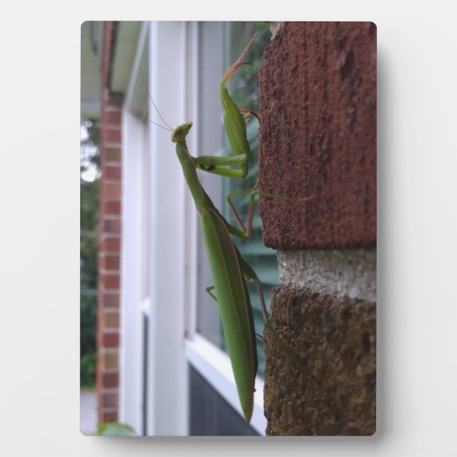 Placa Expositora Mantis religiosa en pared de ladrillo (Frente)