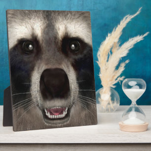 Placa Expositora Mapache