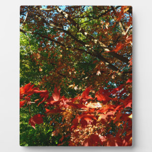 Placa Expositora Maple japonés en otoño