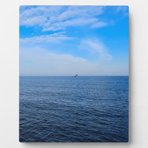 Placa Expositora Mar Negro Tranquilo Rumania – Estampado de gaviota