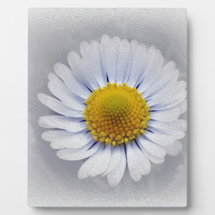 Placa Expositora margarita blanca brillante