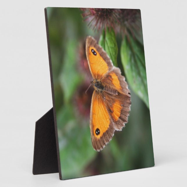 Placa Expositora Mariposa (Lado)