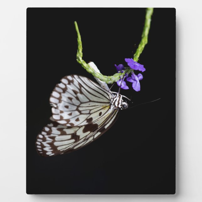 Placa Expositora Mariposa (Frente)