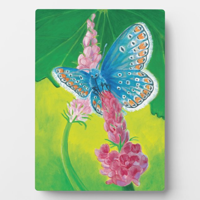 Placa Expositora Mariposa azul Chapmans (tersidades Polyommatus) (Frente)