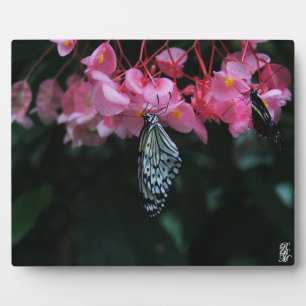 Placa Expositora Mariposa colgando de flores