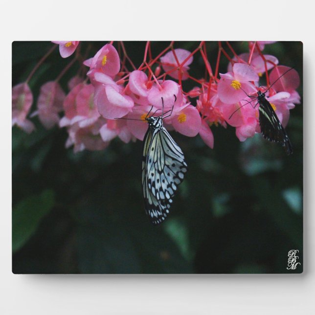 Placa Expositora Mariposa colgando de flores (Frente)