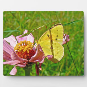 Placa Expositora Mariposa de azufre