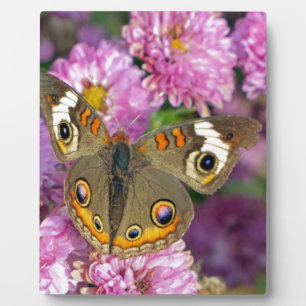 Placa Expositora Mariposa de Buckeye común