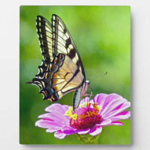 Placa Expositora Mariposa de cola cruda