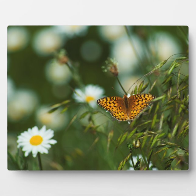 Placa Expositora Mariposa de Fritillary del Pacífico (Frente)