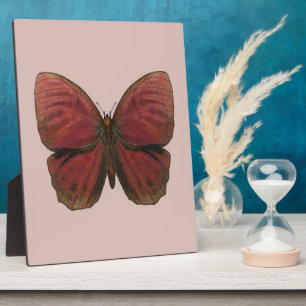 Placa Expositora Mariposa Gallo Rojo