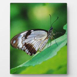 Placa Expositora Mariposa marrón oscuro y gris