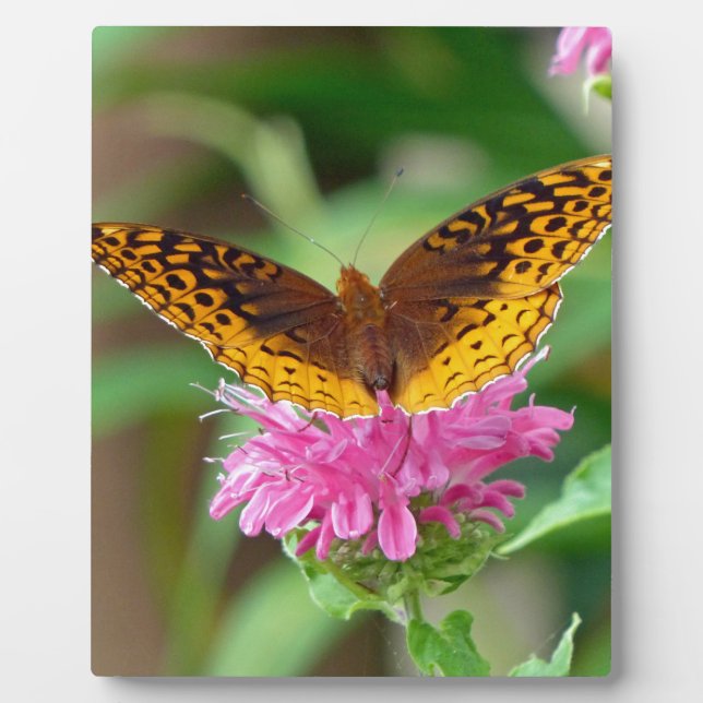 Placa Expositora Mariposa Silvery Checkerspot (Frente)