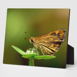 Placa Expositora Mariposa Tamil Grass Dart con fondo bokeh.