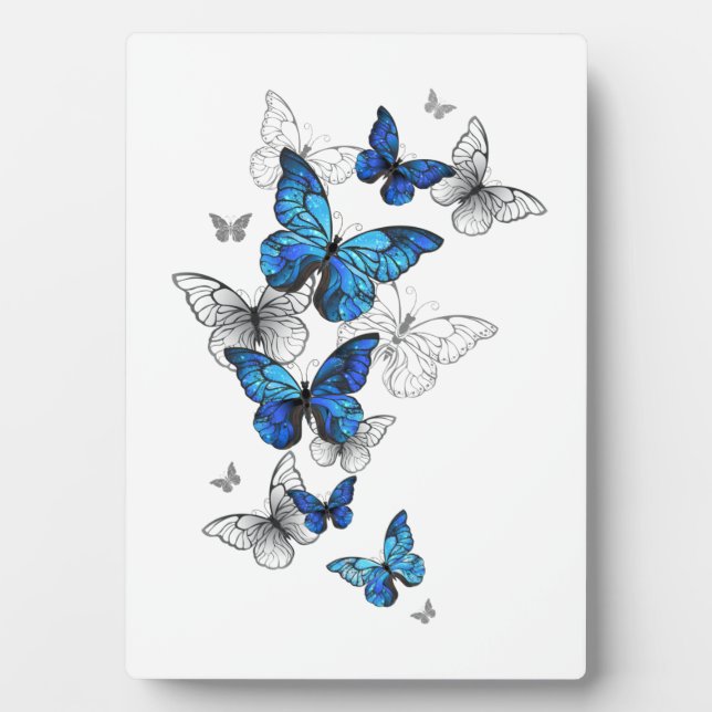 Placa Expositora Mariposas Azules Voladoras Morpho (Frente)