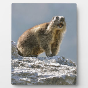 Placa Expositora Marmota alpina en roca