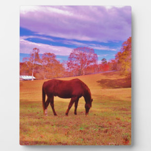 Placa Expositora > Marrón en un campo de color soñado