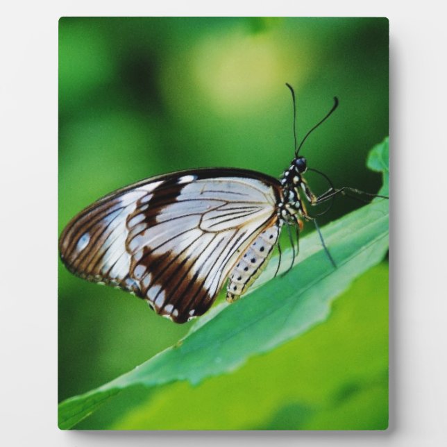 Placa Expositora Marrón oscuro y mariposa gris (Frente)