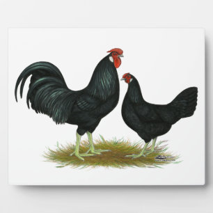 Placa Expositora Marsh Daisy Chickens
