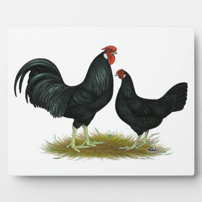 Placa Expositora Marsh Daisy Chickens (Frente)