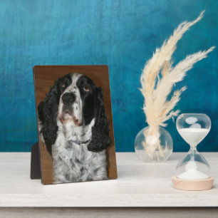 Placa Expositora Mascota español de primavera inglesa