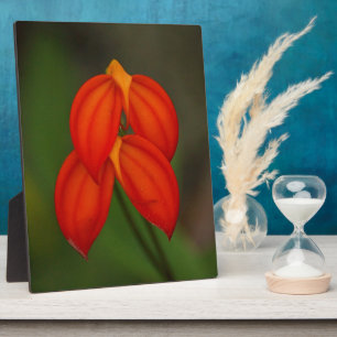 Placa Expositora Masdevallia ignea Orquídea
