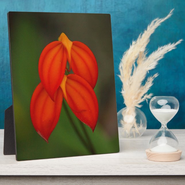 Placa Expositora Masdevallia ignea Orquídea (Lado)