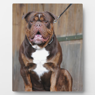 Placa Expositora Mastiff de Francia