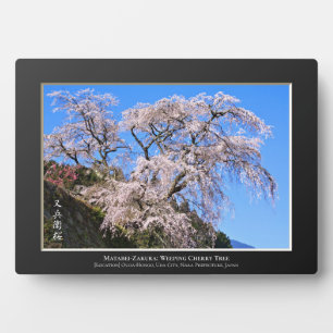 Placa Expositora Matabei-Zakura: Cerezo Japonés Llorón