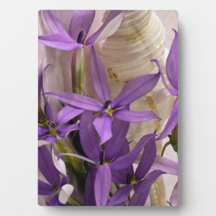 Placa Expositora Mauve Starshine Laurentia
