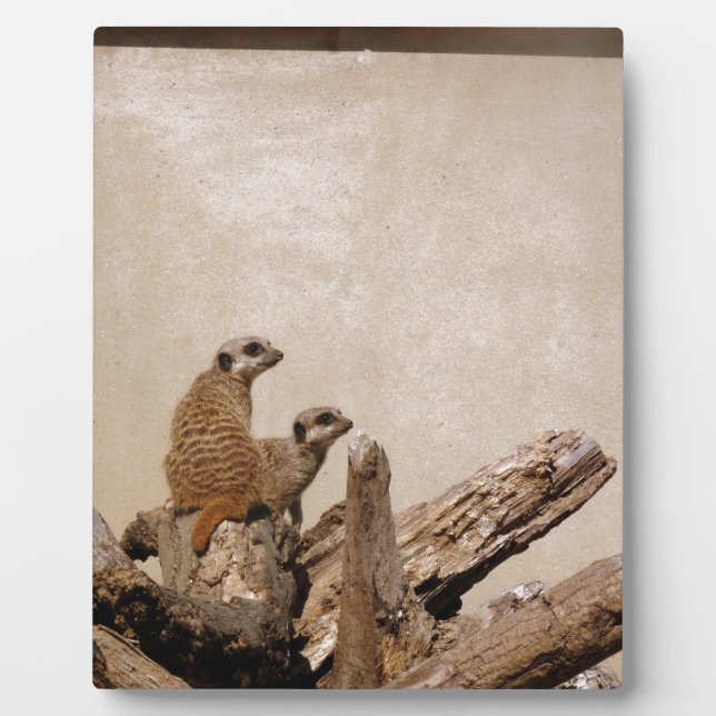 Placa Expositora Meerkat Lookout (Frente)