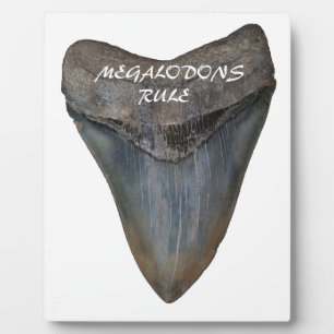 Placa Expositora Megalodon Shark Tooth