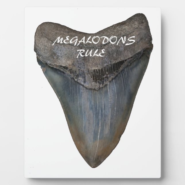 Placa Expositora Megalodon Shark Tooth (Frente)