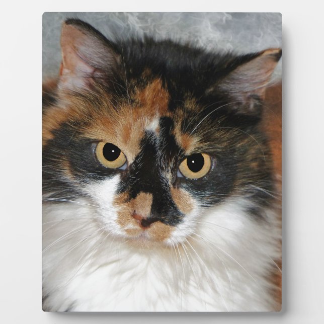 Placa Expositora MeMeow (Frente)