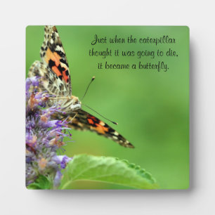 Placa Expositora Metamorfosis de mariposa