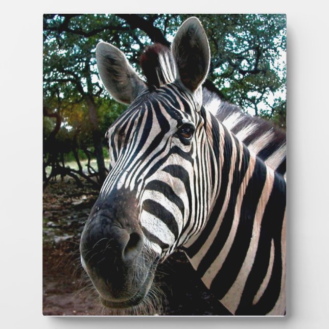 Placa Expositora Mi amigo strippy (Frente)