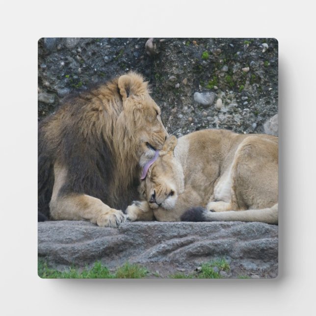 Placa Expositora Mighty Lion Love (Frente)