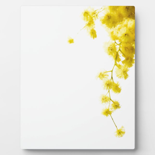 Placa Expositora Mimosa (Frente)