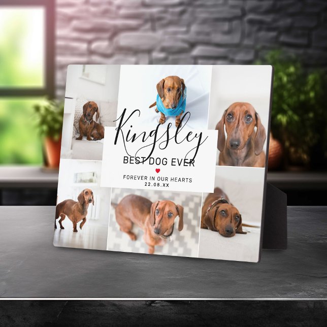 Placa Expositora Moda Mejor Perro | Pérdida del Mascota de Collages (Subido por el creador)