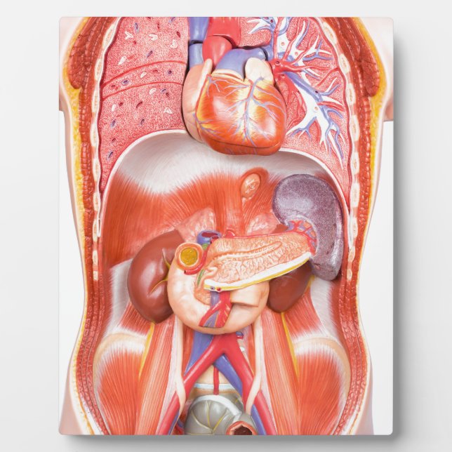 Placa Expositora Modelo de cuerpo de torso humano con órganos (Frente)