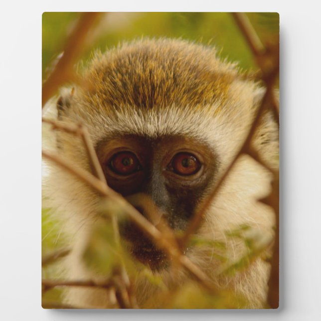 Placa Expositora Mono Cheeky. (Frente)
