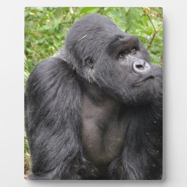 Placa Expositora Mono feliz (Frente)