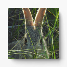 Montaña Cottontail Desktop Plaque