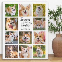 Monumento al Perro Para Siempre En Nuestro Collage