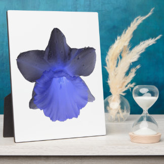 Placa Expositora Moody Blue Drin Daffodil Plaque