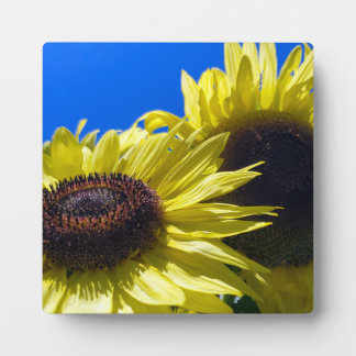 Placa Expositora Moonwalker Sunflowers llegando al cielo
