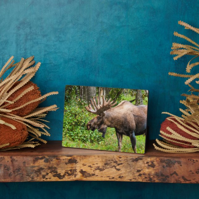 Placa Expositora Moose | Península de Kenai, Alaska (Lado)