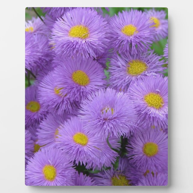 Placa Expositora Morado Floral (Frente)