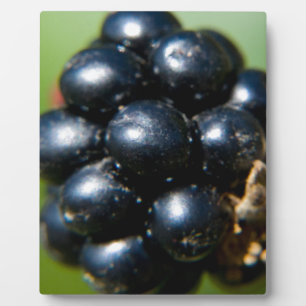 Placa Expositora Moras